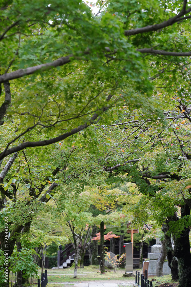 Obraz premium 楓の緑に覆われる京都の寺院の庭園