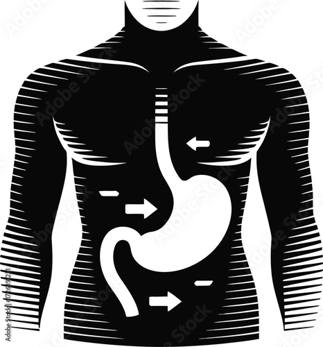 Stylized Human Torso with Digestive System and Arrows
