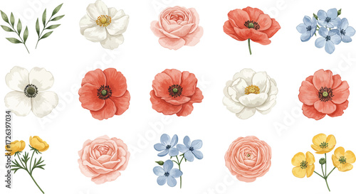 Watercolor floral collection with anemones roses and ranunculus on transparent background