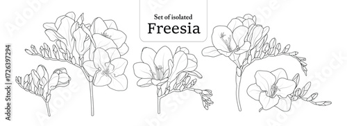 Set of 5 Freesia flower limbs in black outline and white plain, isolated on transparent background, hand-drawn botanical illustration.
