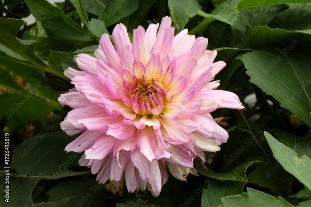 Fototapeta premium Beautiful Pink Dahlia Flower Blooming in Garden with Green Leaves Background