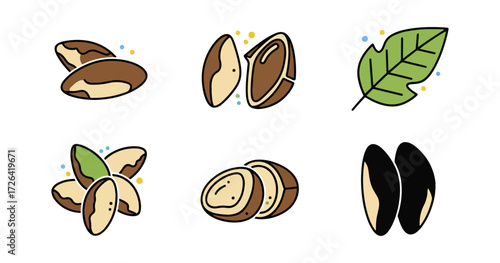 Brazil nut illustration collection