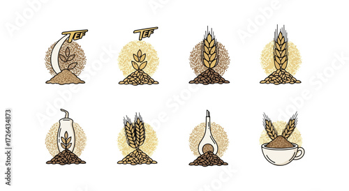 Stages of tef grain growth