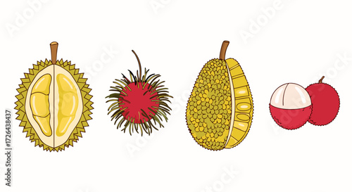 Tropical Fruits Illustration: Durian, Rambutan, Jackfruit, Lychee