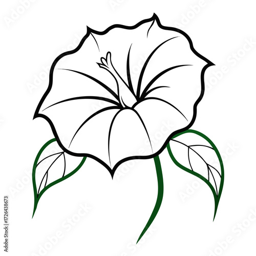 nicandra physalodes alba flower line art vector on white background