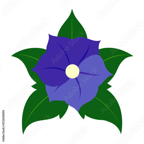 nicandra physalodes alba flower vector on white