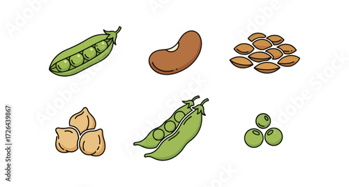 Various legumes illustration
