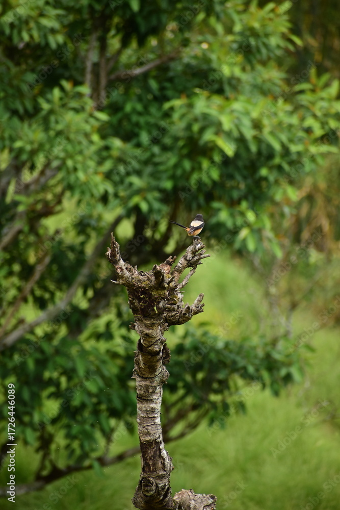 Fototapeta premium tree in the jungle