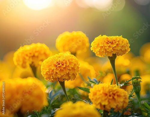 Bright Yellow Marigolds in Sunlight