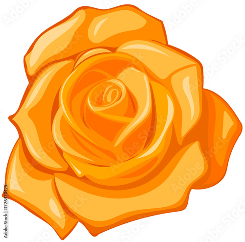 yellow rose isolated