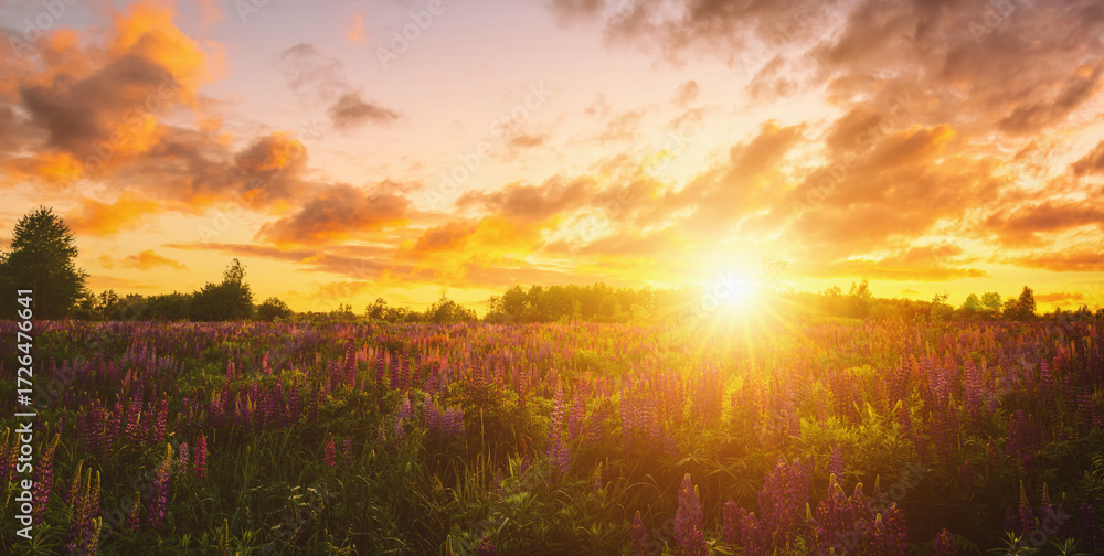 Obraz premium Summer landscape with purple wild flower lupine field and bright sunrise or sunset sky. Nature scenic backdrop for calm, peace, and serenity concept. Vintage film aesthetic.