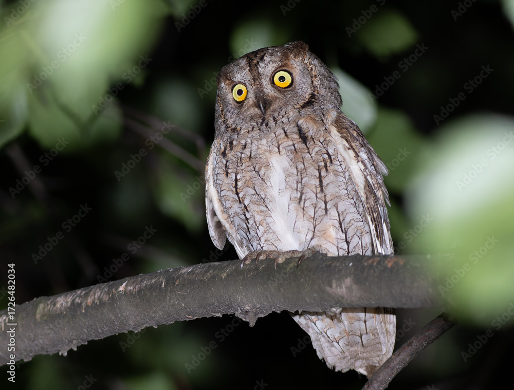 Obraz premium Eurasian scops owl, Otus scops. A beautiful bird sitting on a tree, close-up