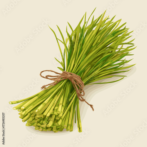 Bundle of Fresh Lemongrass Stalks Tied with Twine