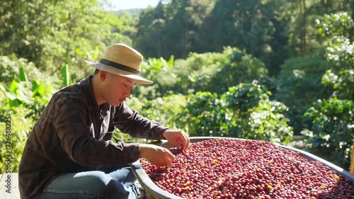 Coffee plantation cultivation, Coffee bean business industry. Asian farmer, farm worker working, cleaning and washing ripe organic Arabica coffee cherries beans at agriculture field on the mountain.