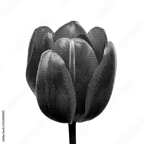 Monochrome image of a tulip flower with visible petals and stem.
