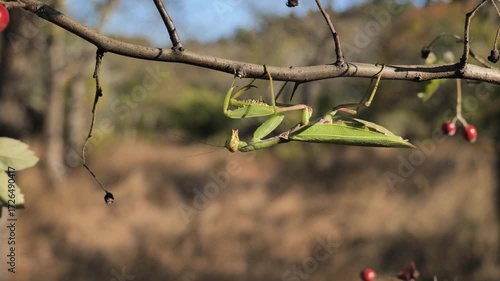 A praying mantis climbs branches in search of prey.
