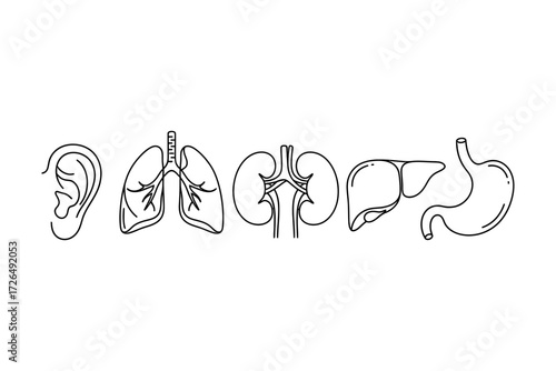 Illustration of human organs, including ear, lungs, kidneys, liver, and stomach