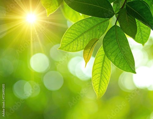 Bright Sunlight Through Lush Green Leaves