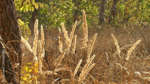 An autumn meadow with dried wild cereal flowers