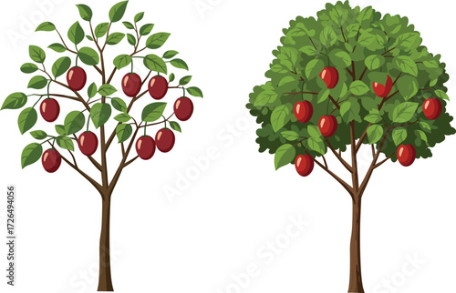 Fruit tree comparison with red plums, foliage density, trunk variation, seasonal yield, botanical diversity, and educational vector nature illustration