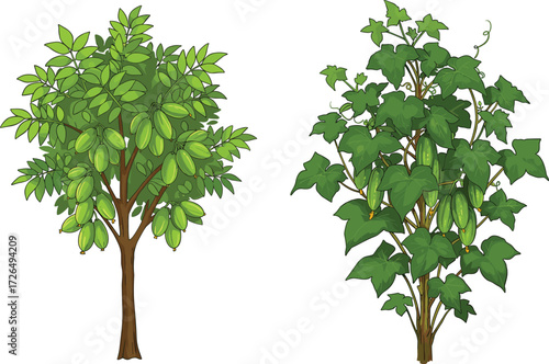 Fruit-Bearing Plant Comparison Featuring Starfruit Tree and Bitter Gourd Vine for Botanical Study, Nature Education, and Vector Illustration Design