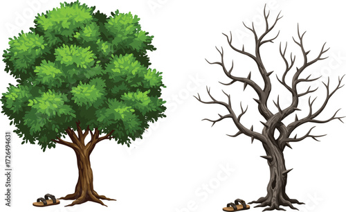 Leafy and Barren Tree Comparison with Sandals at Base on White Background for Nature, Life Cycle, Seasons, and Symbolic Themes