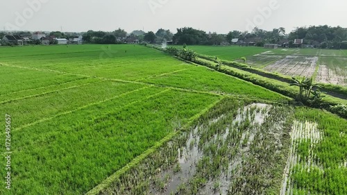 view of rice fields from above with a drone