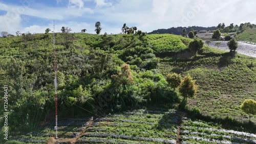 view of rice fields from above with a drone