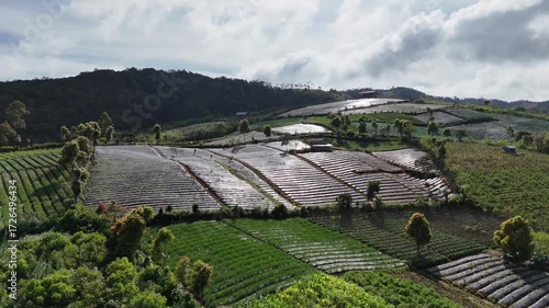 view of rice fields from above with a drone
