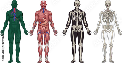 Vector illustration of human anatomy showing muscular system, skeletal structure, circulatory system, and internal organs for education, medicine, healthcare, and biology