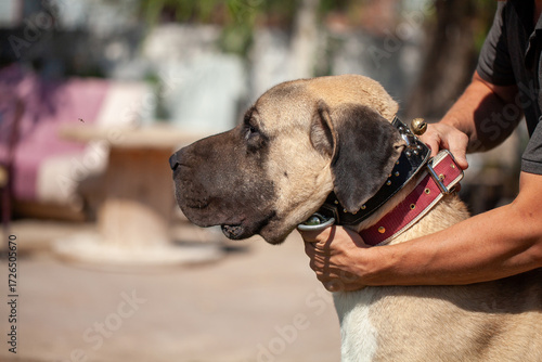 Male Aksaray Malaklı (Anatolian Mastiff) close-up with studded collar, showing powerful head and protective nature, traditional Turkish livestock guardian dog.