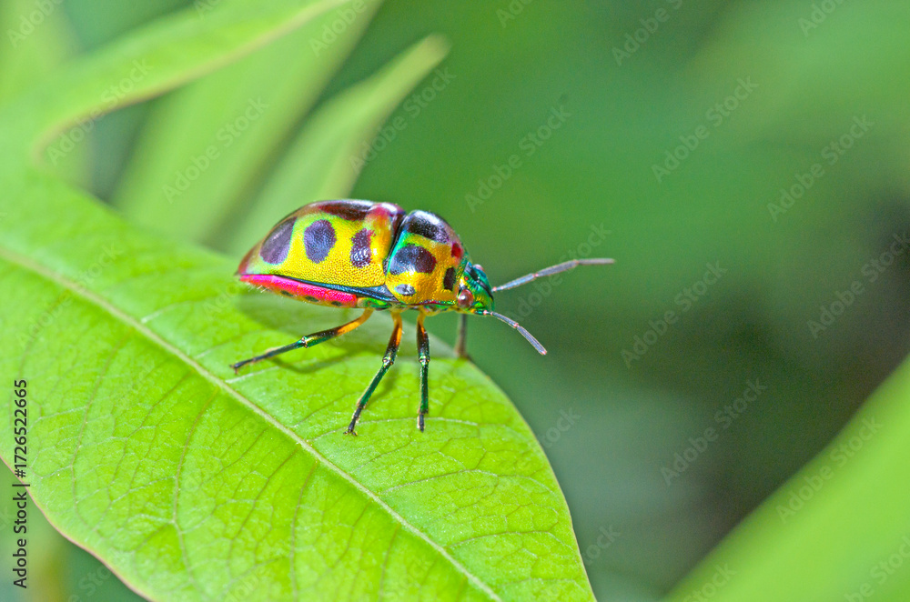 Naklejka premium Jewel Bug (Chrysocoris patricius) and Green garden.