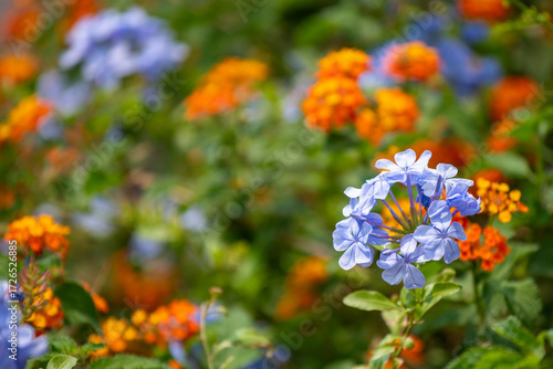 Foto Lantana camara et plumbago