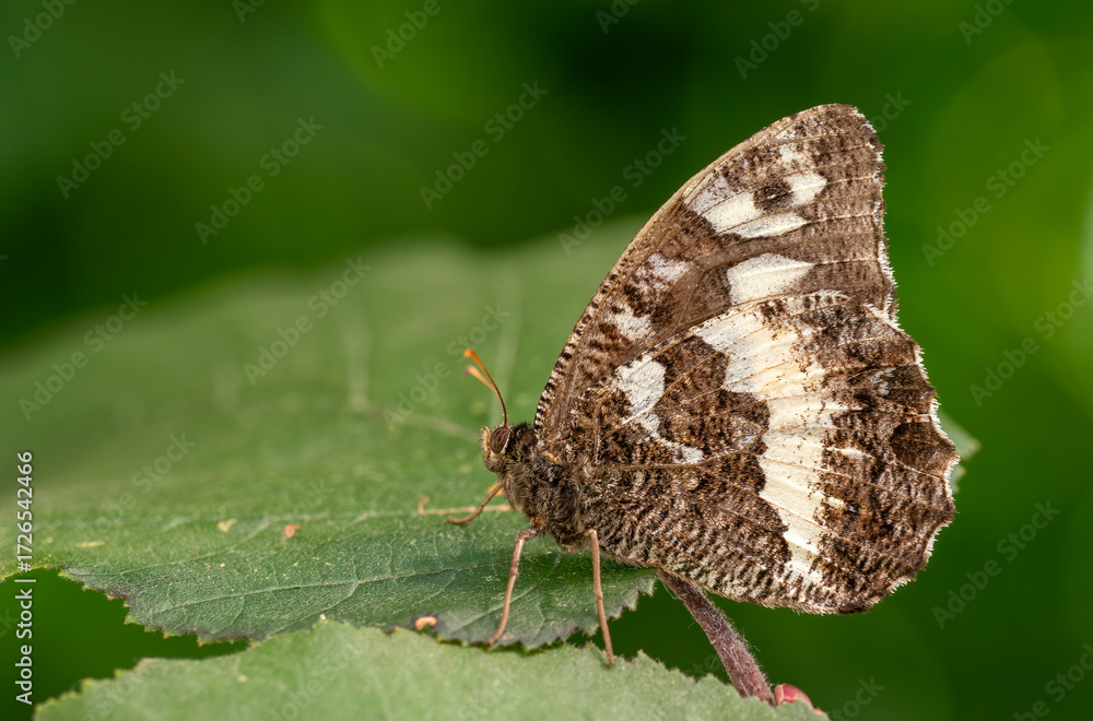Obraz premium Great Banded Grayling - Brintesia circe, beautiful brown butterfly native to European meadows and woodlands, Zlin, Czech Republic.