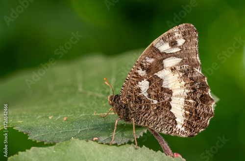 Great Banded Grayling - Brintesia circe, beautiful brown butterfly native to European meadows and woodlands, Zlin, Czech Republic.