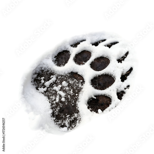 Close up of a bear paw print in fresh snow on a black background Keywords: bear paw print, snow, winter, animal track