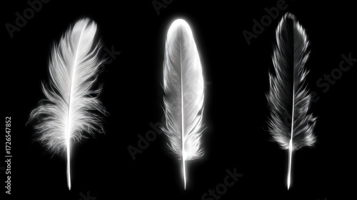 Three white feathers isolated