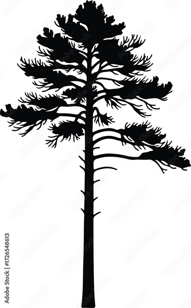 Obraz premium Vector Eastern White Pine Tree detailed black silhouette Illustrator