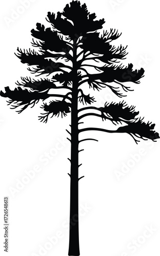 Vector Eastern White Pine Tree detailed black silhouette Illustrator
