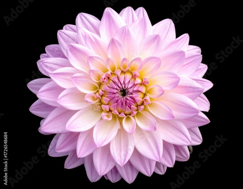 Close-up of a delicate, light-pink dahlia