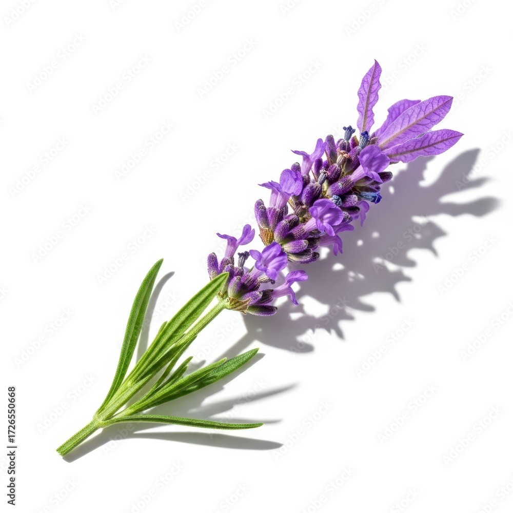 Fototapeta premium Delicate lavender sprig isolated vivid purple flowers green stems herbal beauty nature