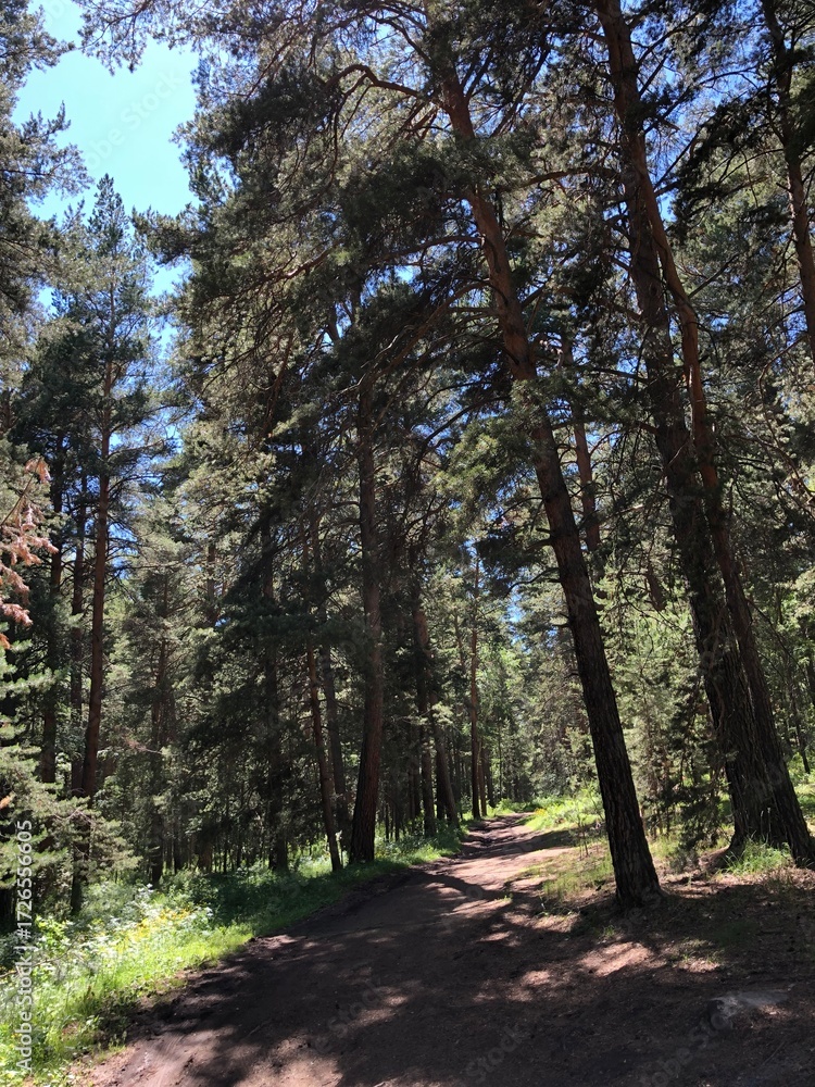 Fototapeta premium path in the woods