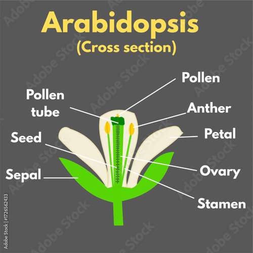 Arabidopsis Flower Cross section.eps
