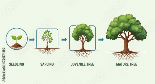 Illustration showing the stages of tree growth from seedling to sapling to juvenile tree to mature tree growth