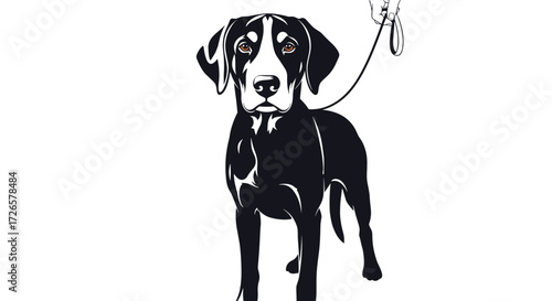 A majestic black and white dog standing proudly on a leash during a walk.