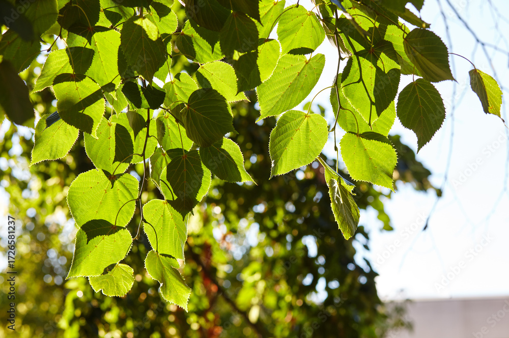 Obraz premium Green leaves of trees in the park at summer
