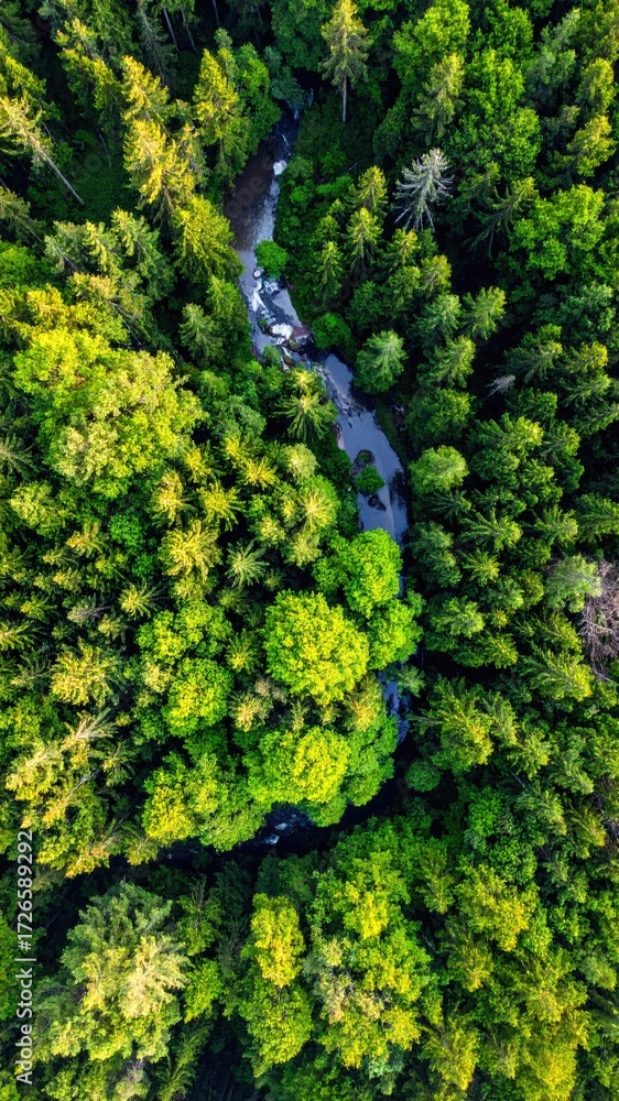 Naklejka premium Verdant forest canopy with winding river