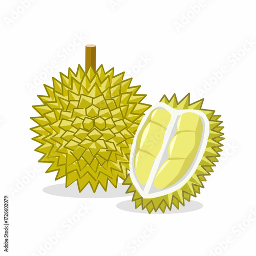 illustration of durian fruit with good and creamy flesh ready to eat