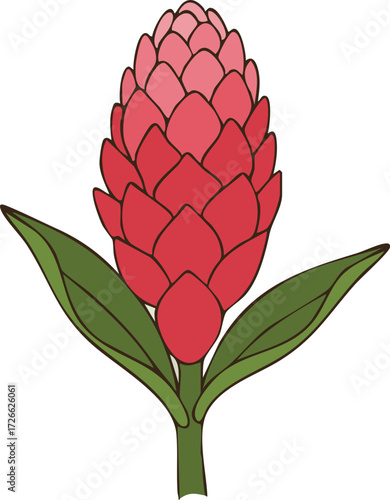 Torch ginger flower with broad green leaves