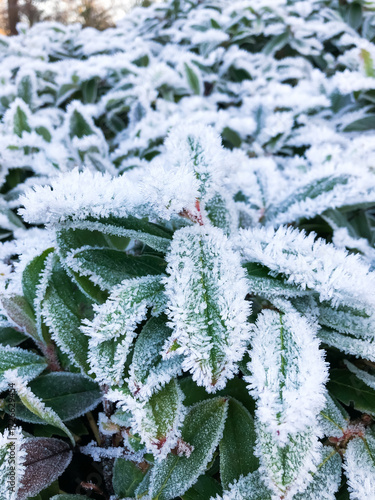 Frozen leaves early in the morning in winter, ice covered leaves. Beautiful natural background of top view of mint leaves covered with the first autumn frost in the early morning in the garden. high q
